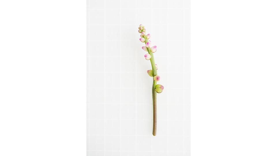 与え つるむらさきの花 神奈川県 三浦産 1pc 30本 与え つるむらさきの花 神奈川県 三浦産 1pc 30本