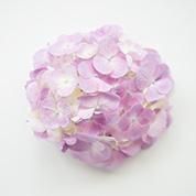 紫陽花の葉 あじさいのは 8cm前後 公式サイト 料理あしらい専門店 五色 Com 紫陽花の葉 あじさいのは 8cm前後 公式サイト 料理あしらい専門店 五色 Com