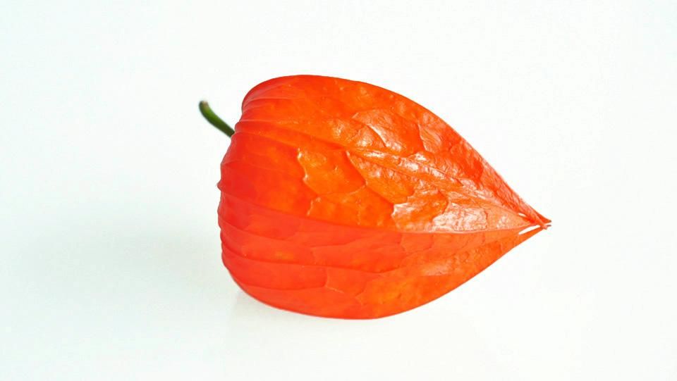 鬼灯 ほおずき 縦8cm前後×横6cm前後 - ＜公式サイト＞ 料理