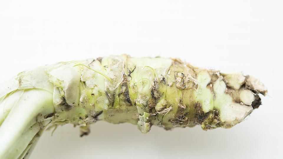 【大サイズ】300g前後 信州 安曇野 沢わさび 生わさび あづみ野 山葵 大サイズ】300g前後 信州 安曇野 沢わさび 生わさび あづみ野