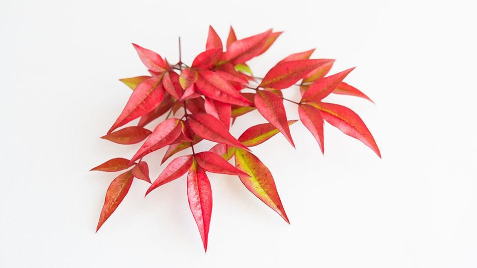 赤南天（小） あかなんてん（しょう） 8cm前後 - ＜公式サイト＞ 料理