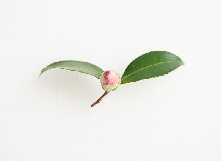山茶花の蕾 さざんかのつぼみ 8㎝前後 - ＜公式サイト＞ 料理あしらい