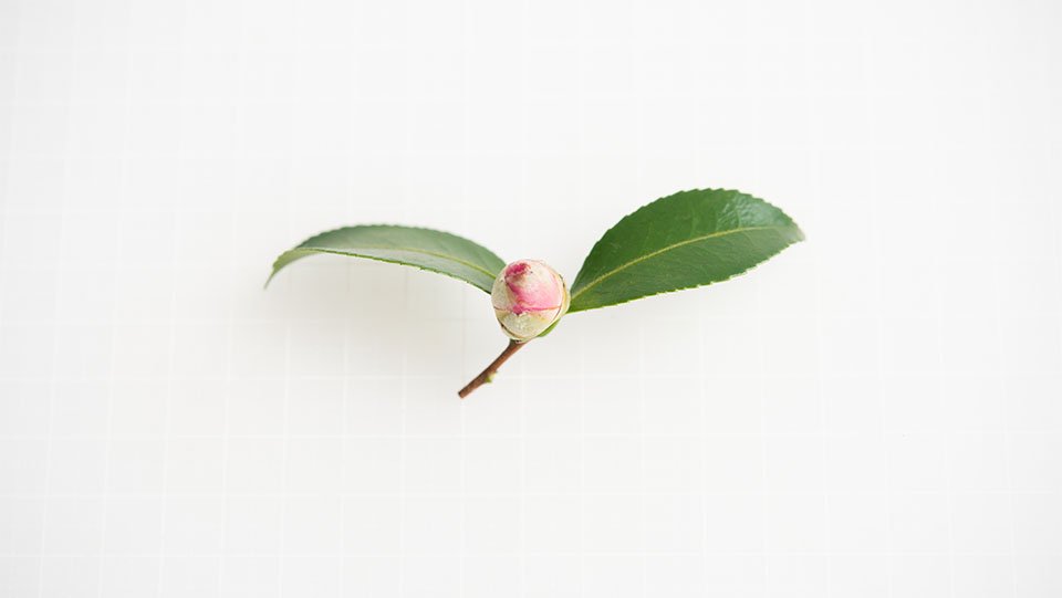 山茶花の蕾 さざんかのつぼみ 8㎝前後 - ＜公式サイト＞ 料理