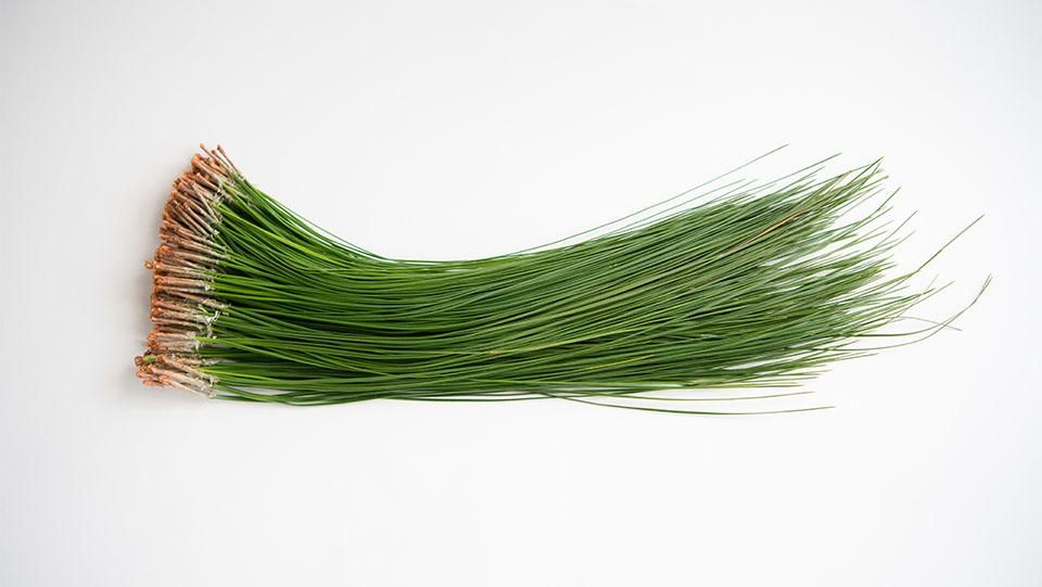 大王松 だいおうしょう 25～30㎝程度 - ＜公式サイト＞ 料理あしらい