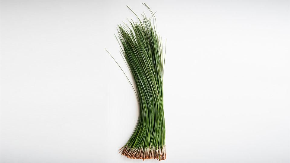 大王松の葉　30束 大王松 だいおうしょう 25～30㎝程度 - ＜公式サイト＞ 料理あしらい