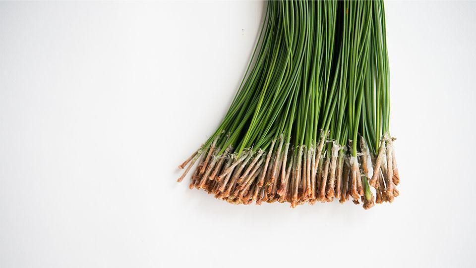 大王松 だいおうしょう 25～30㎝程度 - ＜公式サイト＞ 料理あしらい