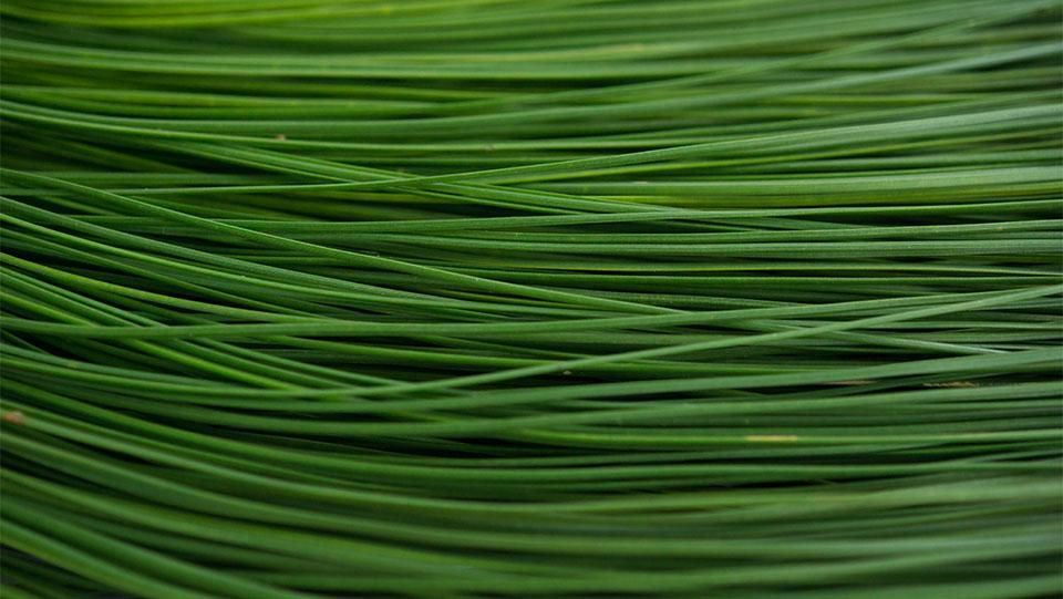 大王松 だいおうしょう 25～30㎝程度 - ＜公式サイト＞ 料理あしらい