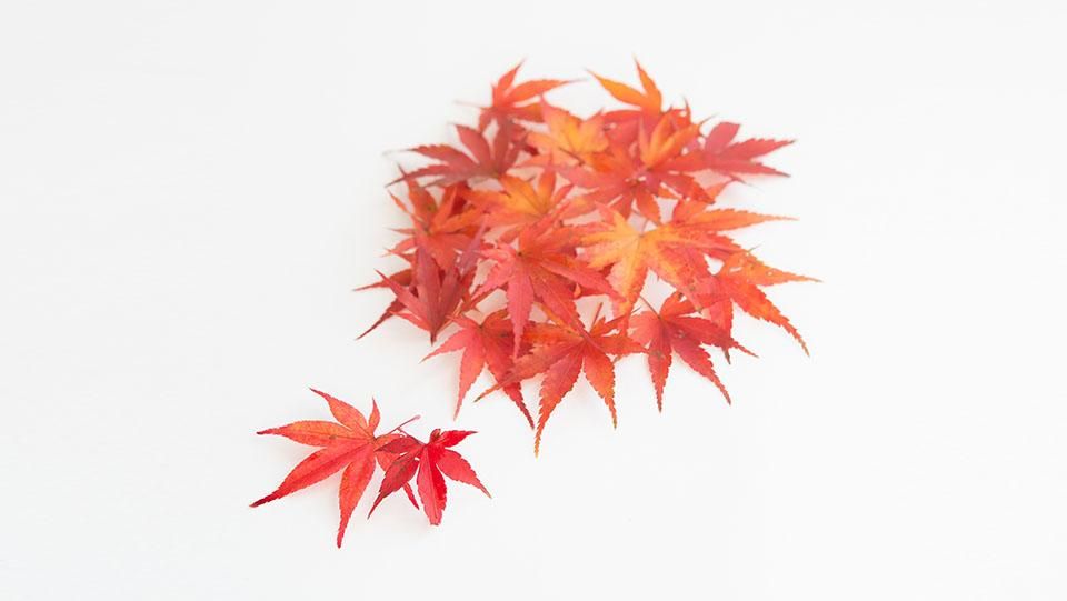 紅葉もみじ こうようもみじ 5cm前後 - ＜公式サイト＞ 料理