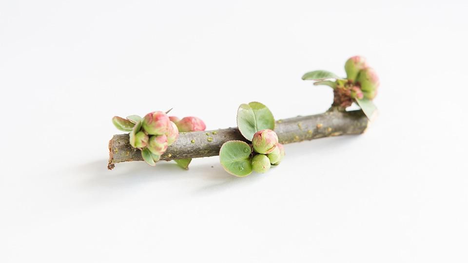 木瓜の花 5cm ぼけのはな 5cm前後 公式サイト 料理あしらい専門店 五色 Com 木瓜の花 5cm ぼけのはな 5cm前後 公式サイト 料理あしらい専門店 五色 Com