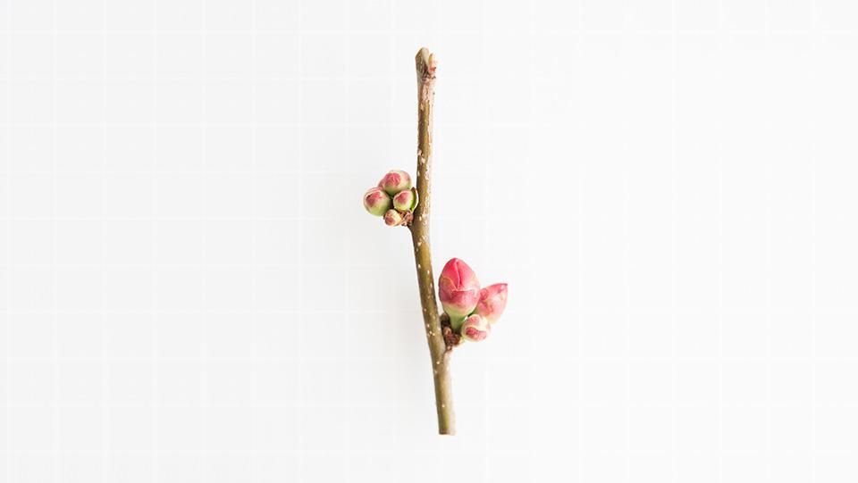 木瓜の花 5cm ぼけのはな 5cm前後 公式サイト 料理あしらい専門店 五色 Com 木瓜の花 5cm ぼけのはな 5cm前後 公式サイト 料理あしらい専門店 五色 Com