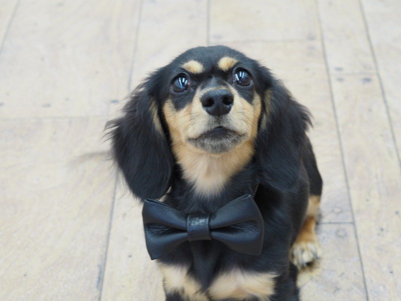 蝶ネクタイが付いた可愛い犬用首輪 本革使用の日本製です