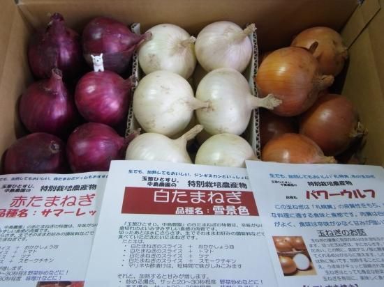 2022夏季限定 3色玉葱セット - 玉葱ひとすじ。中島農園