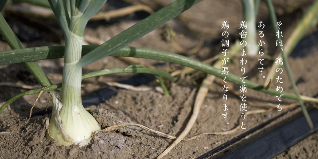 益子の養鶏農園 高橋ファーム