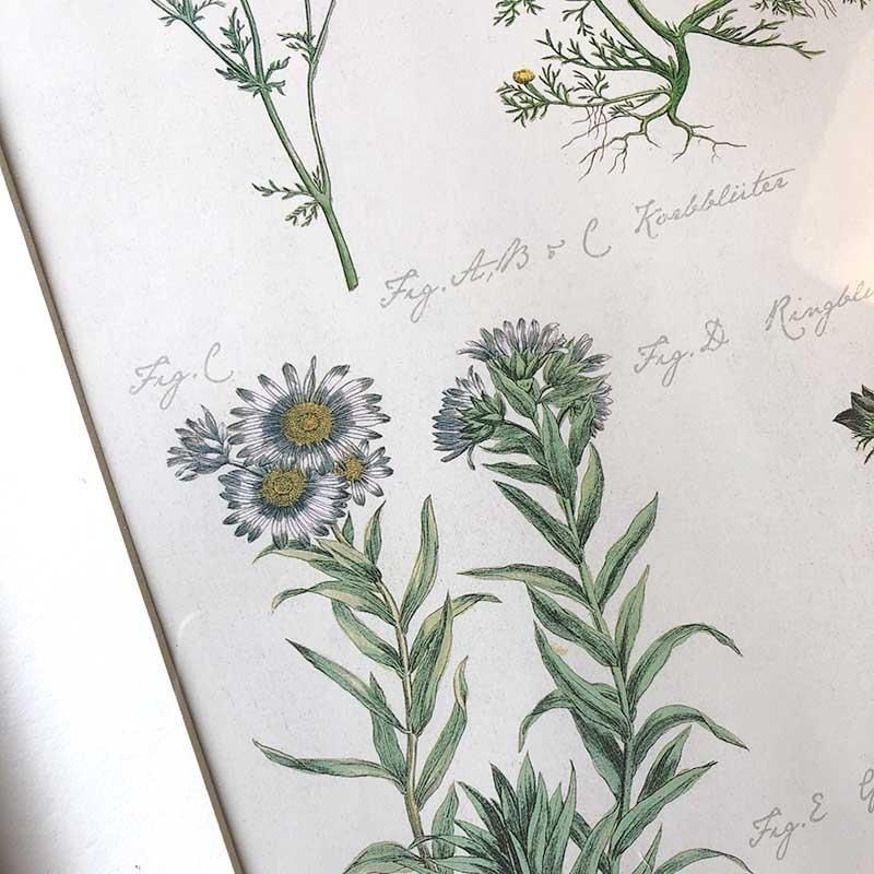 ボタニカルフレーム/ヴィンテージ植物画フレーム2枚組★定価22,000円 ボタニカルフレーム/ヴィンテージ植物画フレーム2枚組☆定価