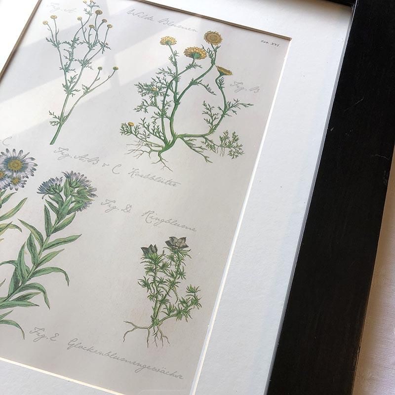 ボタニカルアートフレーム 植物画 soracoya
