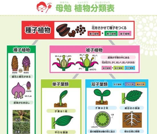 植物分類表ミニポスター テラコヤキッズ オンラインショップ 遊びながら勉強が出来るカルタやトランプ カードゲームの教材通販