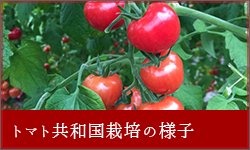 トマト共和国栽培の様子