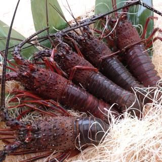 Ϸ 200g5  ߡۡڻľʡ