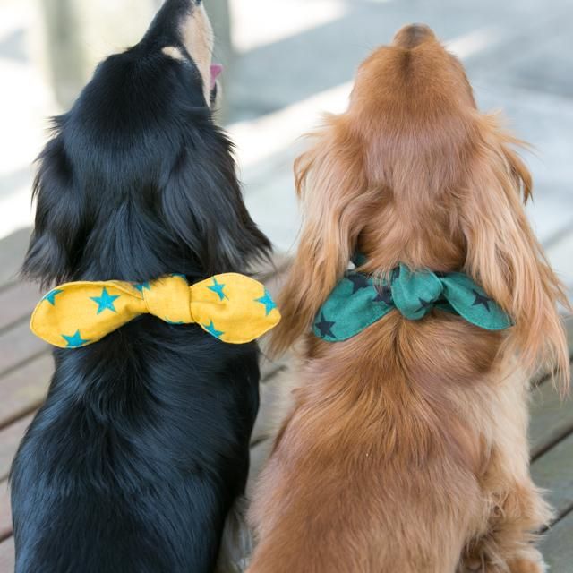 クールバンダナ スター グリーン D 2 犬用 オリジナル カラー 首輪 リード 引き紐 の製作 販売 クールバンダナ スター グリーン D 2 犬用 オリジナル カラー 首輪 リード 引き紐 の製作 販売