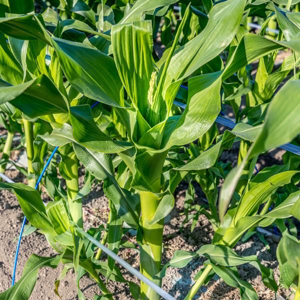 闇採りスイートコーン（6本入り／送料無料） | peakfarm（ピーク