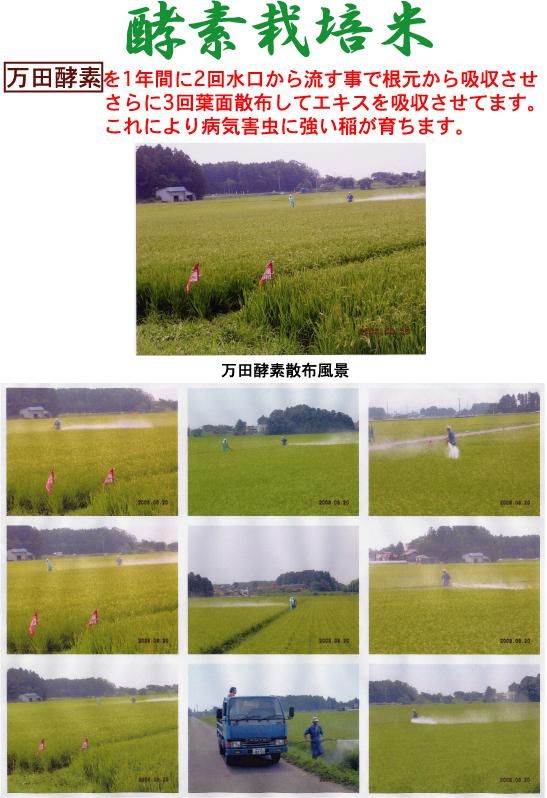 完売御礼】【5㎏】自然栽培ササニシキ【令和6年】（自然栽培