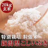 【令和3年度】ＥＭ農法　新潟県こしいぶき　粒張り米＜20kg玄米＞一度食べたら、病み付き米［送料別］