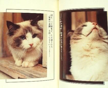 Amazon.co.jp: シンフォレストDVD 地中海・猫の旅6500キロ【2枚