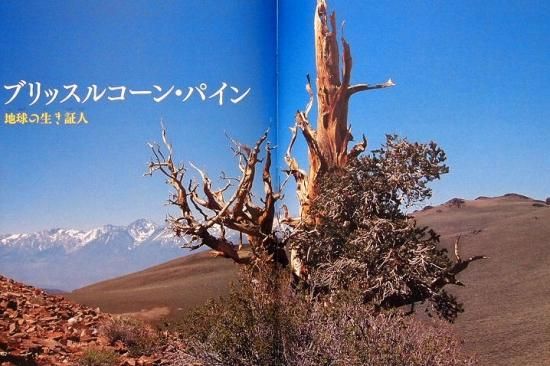 大きな巨きな木 たくさんのふしぎ270号 中古絵本と 絵本やかわいい古本屋 大きな巨きな木 たくさんのふしぎ270号 中古絵本と 絵本やかわいい古本屋