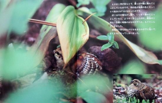 Amazon.co.jp: ノースウッズの森で (たくさんのふしぎ傑作集