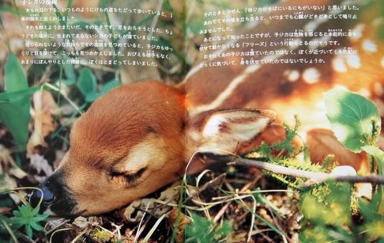 ノースウッズの森で たくさんのふしぎ傑作集 - 中古絵本と、絵本