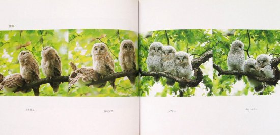 ふくろうの森 - 中古絵本と、絵本やかわいい古本屋 -secondhand books online-