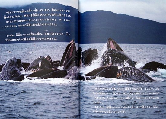 クジラの家族 たくさんのふしぎ４１３号 - 中古絵本と、絵本やかわいい 