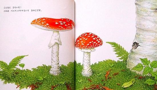 きのこってなんだろう? かがくのとも571号 - 中古絵本と きのこってなんだろう? かがくのとも571号 - 中古絵本と