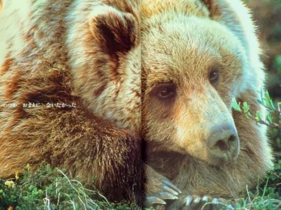 クマよ たくさんのふしぎ傑作集 - 中古絵本と、絵本やかわいい