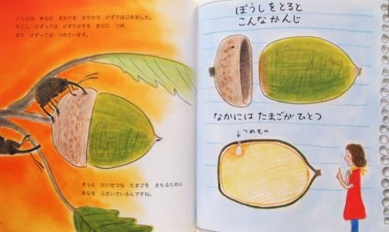 かがくのとも　どんぐりをおとしたのはだれ？　どんぐりころころむし　福音館 どんぐりを おとしたのは だれ？｜福音館書店