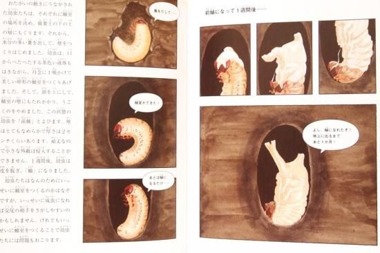 カブトムシの音がきこえる 土の中の11か月 たくさんのふしぎ