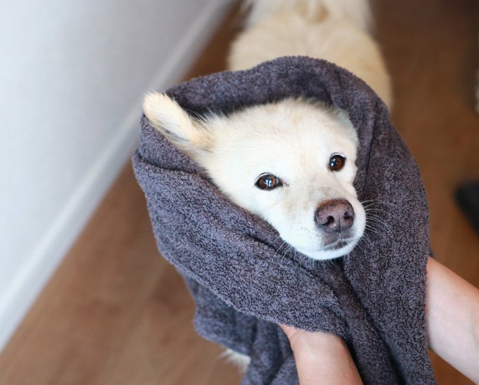 犬を拭くのに最適な「うちのこタオル」DeLoreans