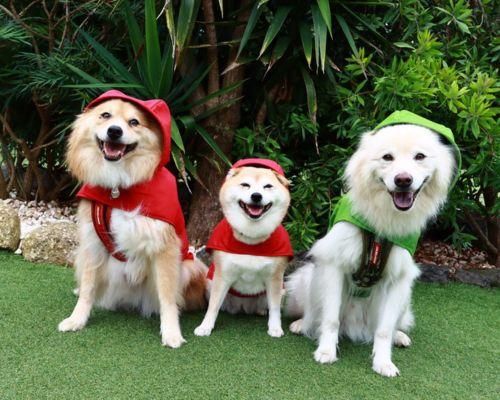 デロリアンズ　犬用 防水レインコート 青 フード付きSサイズ DeLoreansオリジナル犬用レインコート