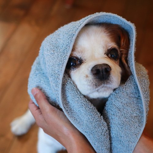 犬を拭くのに最適なタオル｜うちのこタオル｜DeLoreans