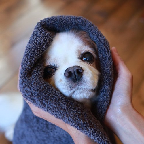 犬を拭くのに最適なタオル｜うちのこタオル｜DeLoreans