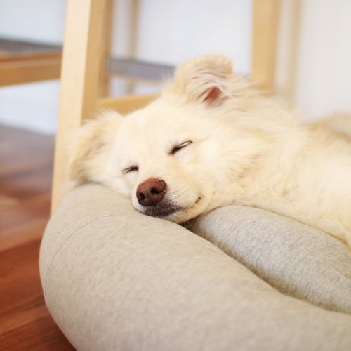 オーガニックコットン犬用ベッド Mサイズ 犬用ベッド Deloreans