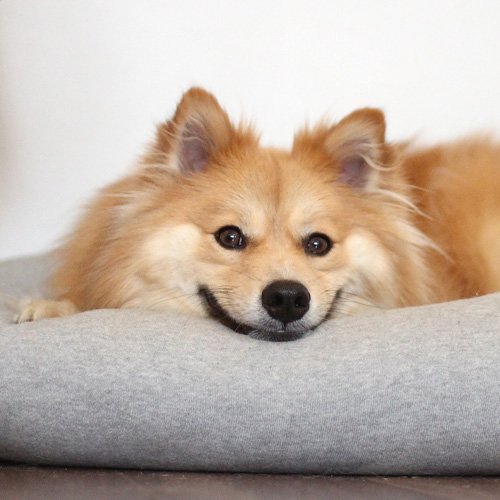 オーガニックコットン犬用ベッド Mサイズ 犬用ベッド Deloreans