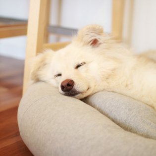 オーガニックコットン犬用ベッドMの商品画像