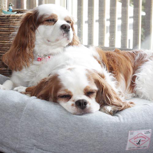 オーガニックコットン犬用ベッド Sサイズ 犬用ベッド Deloreans