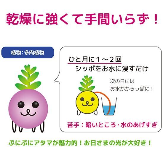 制作キット】多肉植物（R）アート水苔 | おうちでモスペット制作