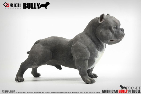 1/6 SPUAEWORLD American BULLY PITBULL アメリカ ピットブル 犬 - 1/6フィギュアの通販、予約なら  トイザキュート Since 2008