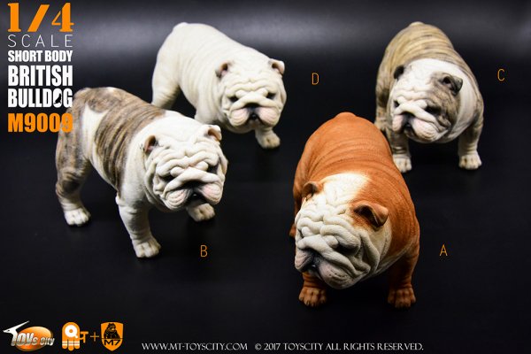 予約1/4 ToysCity M-9009 A/B/C/D Animal series British Bulldog