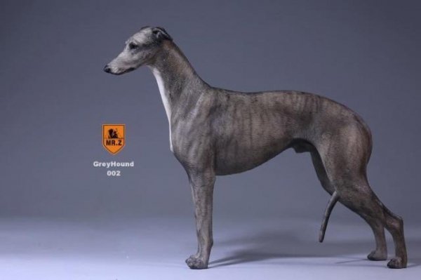 1/6 MR.Z Greyhound イングランド イングリッシュ・グレイハウンド犬 - 1/6フィギュアの通販、予約なら トイザキュート Since  2008