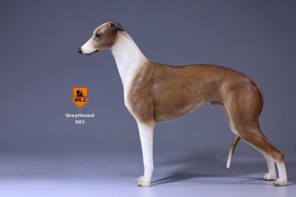1 6 Mr Z Greyhound イングランド イングリッシュ グレイハウンド犬 1 6フィギュアの通販 予約なら トイザキュート