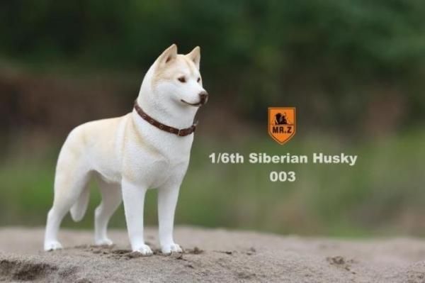 1/6 MR.Z シベリアン・ハスキー犬 - 1/6フィギュアの通販、予約